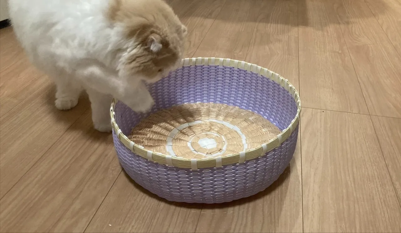 ほっこりーな八田☆猫ちゃんへのプレゼント🐈